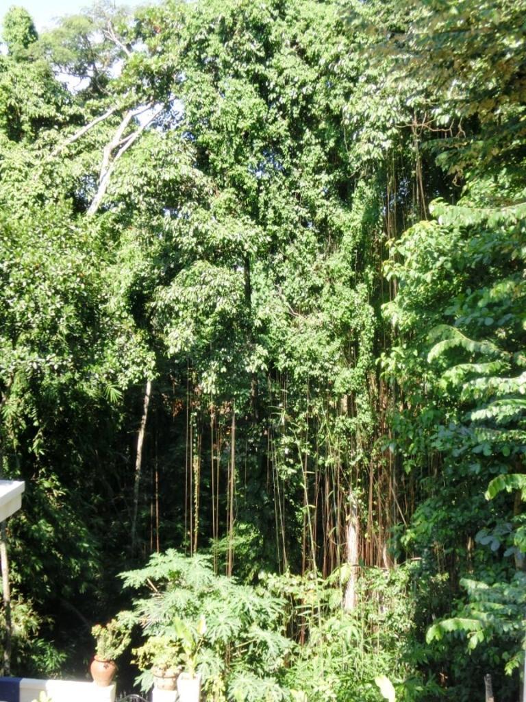 Latugu Homestay Ubud Rom bilde