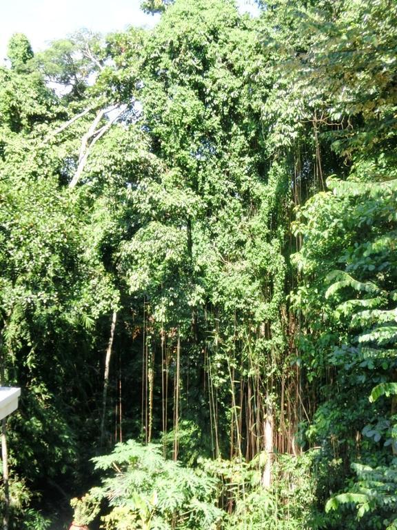 Latugu Homestay Ubud Eksteriør bilde